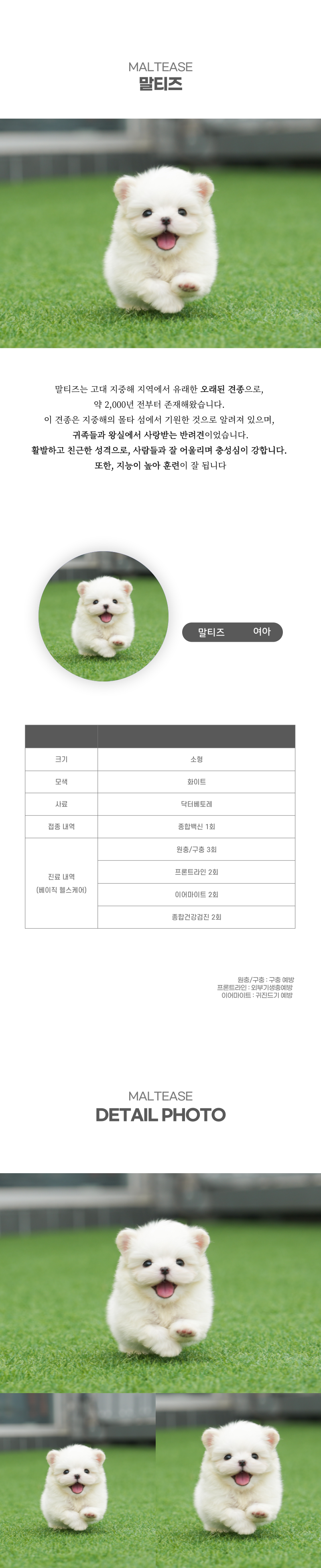 말티즈_상세이미지_2